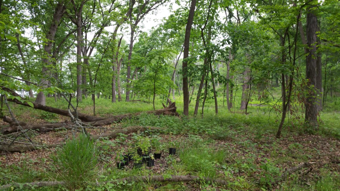 Just part of the view of the Fourth Lake forest preserve.