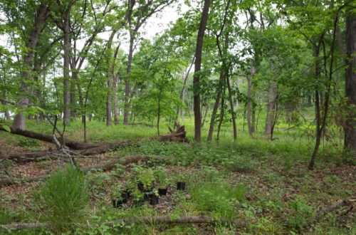 Just part of the view of the Fourth Lake forest preserve.