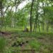 Just part of the view of the Fourth Lake forest preserve.