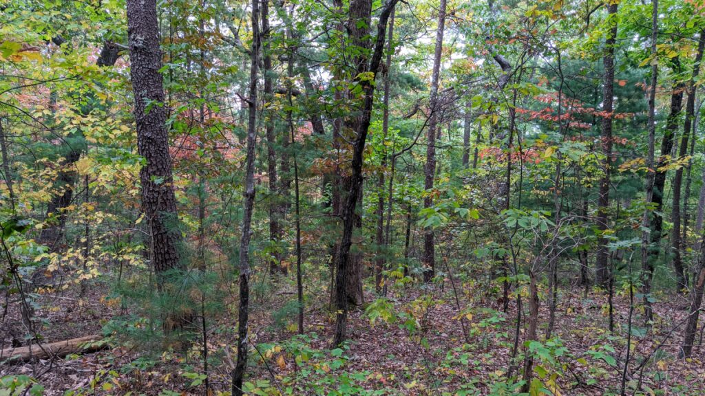 The close up view of the surroundings is beautiful as well.  Since walking back down the trail was much easier than up, I had the energy to take some photos on the walk back down.