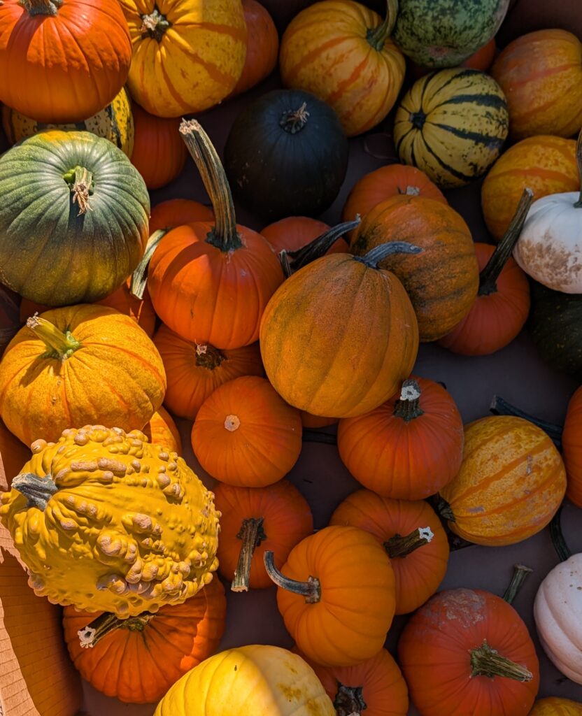 Pumpkins at the farmers' market. If you can't get to the pumpkin patch, the market is a good alternative. The grocery store is perfectly fine as well.
